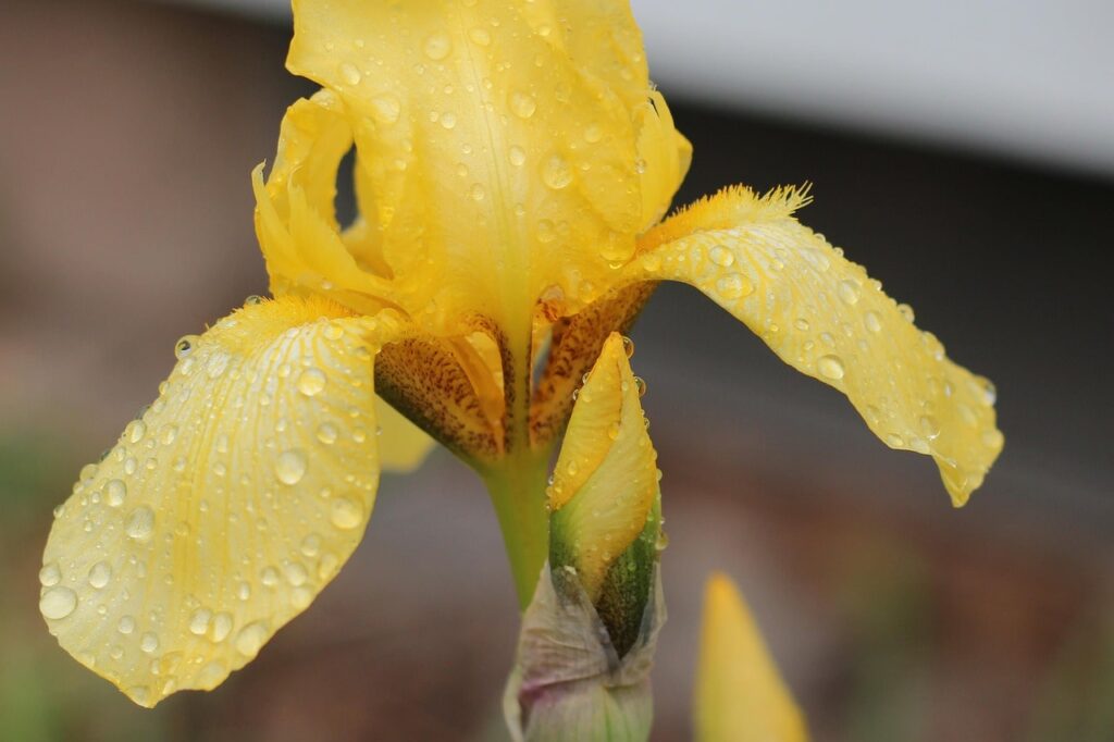 Yellow iris