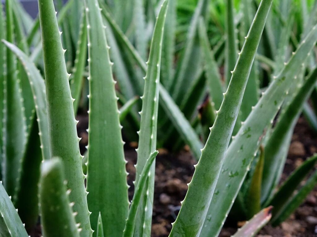 Beginner house plants