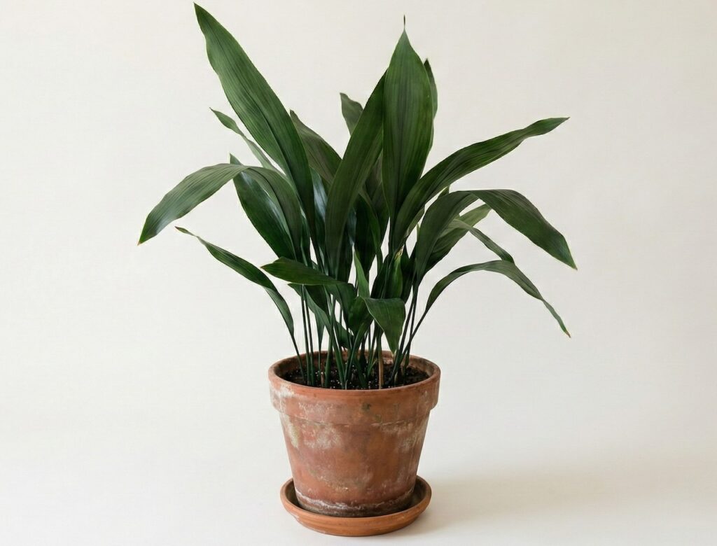 Bullet proof house plants