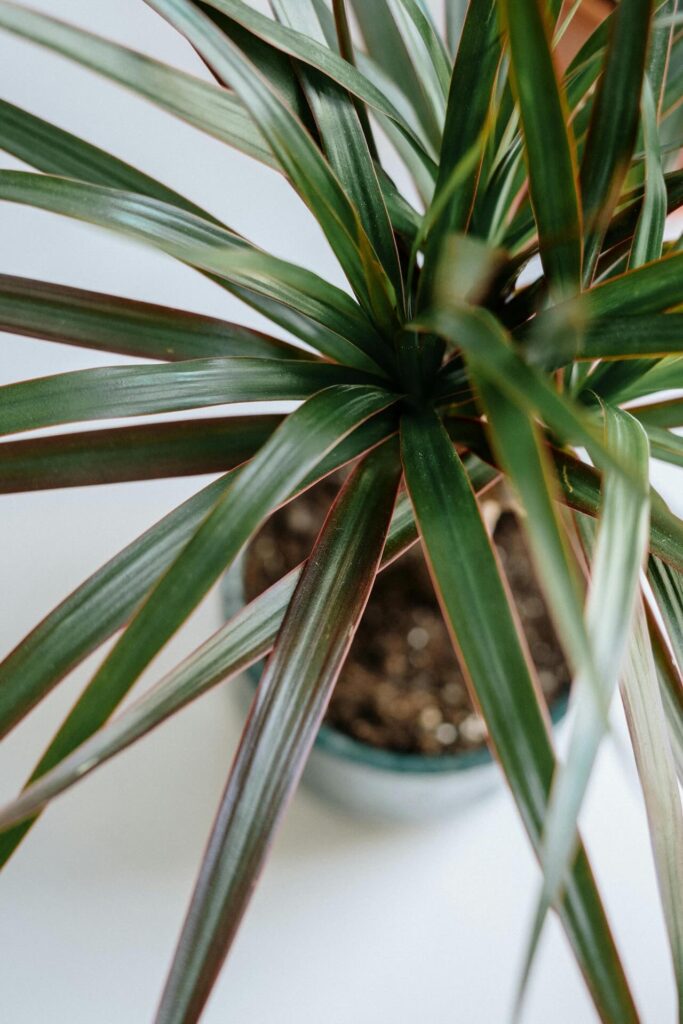 Dragon plant care guide