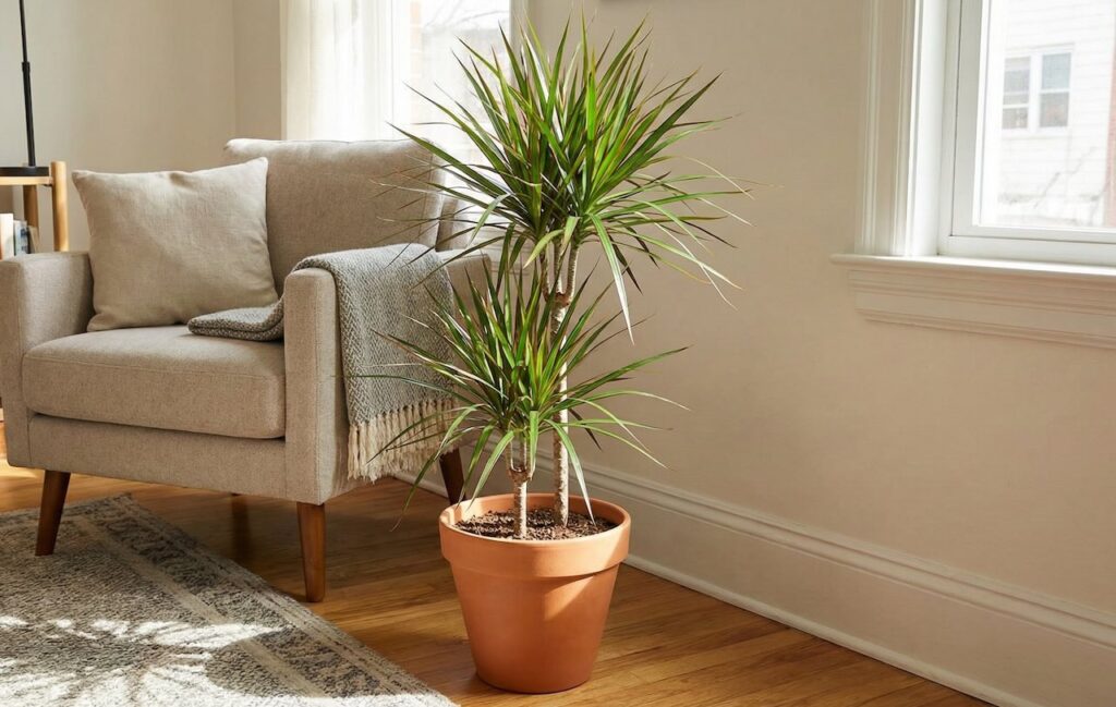 Dragon plants