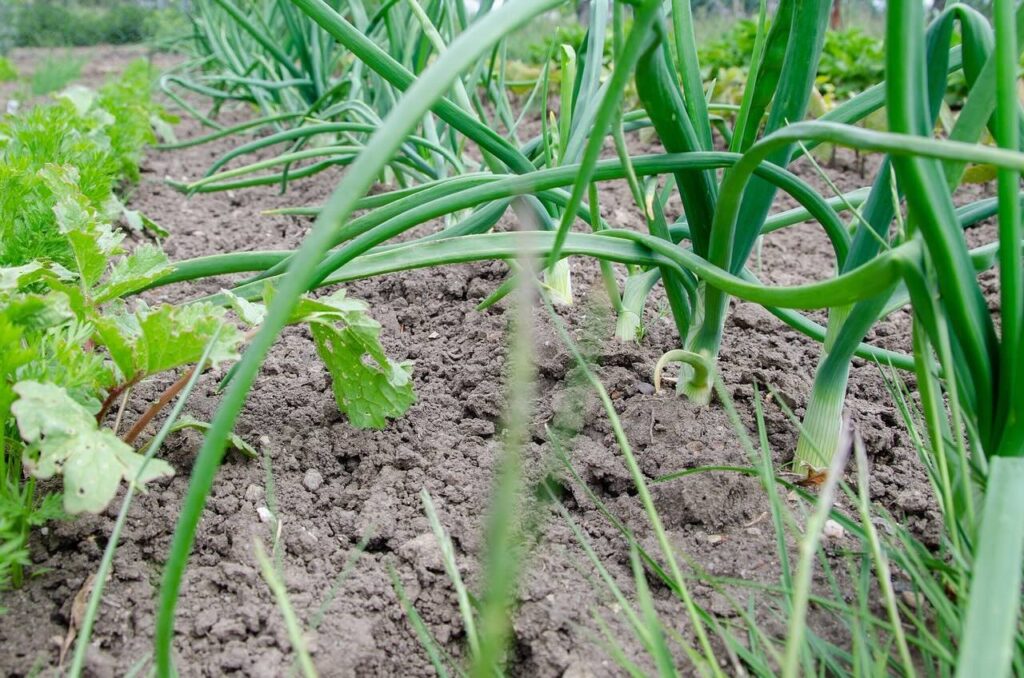 Harvesting leeks