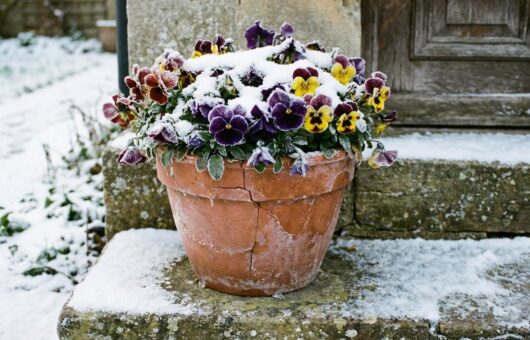 How to frost proof your containers