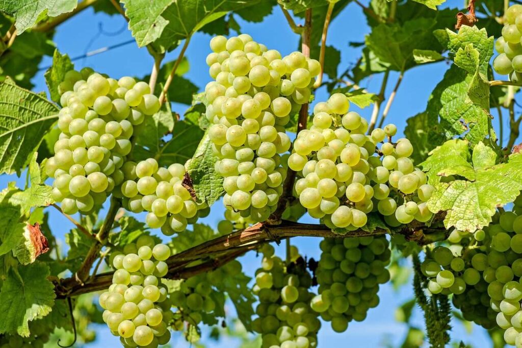 January grape vine pruning