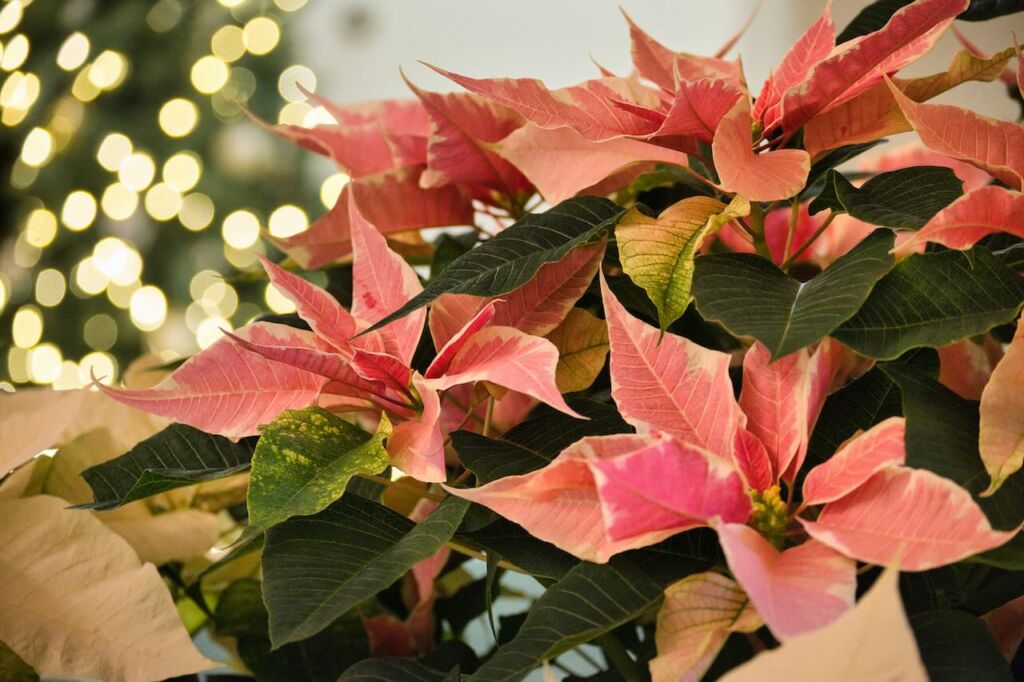 Poinsettia care guide