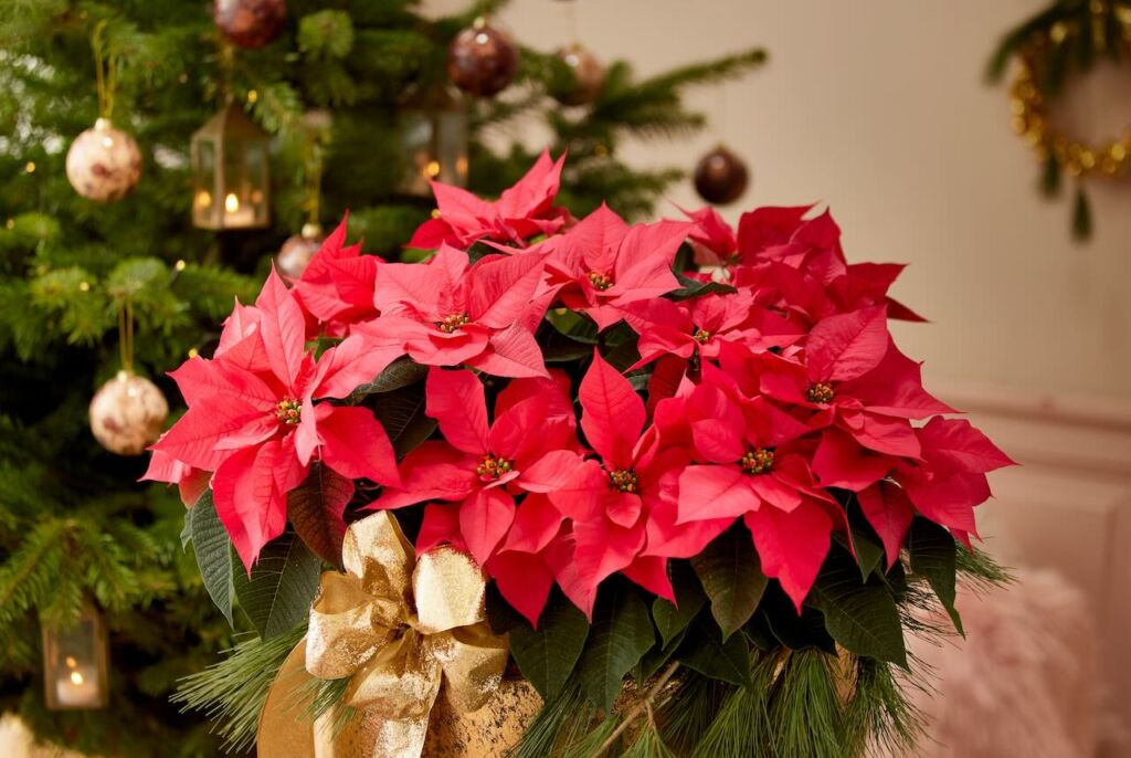 Poinsettia care guide