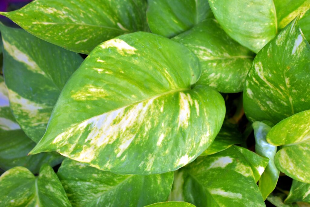 devils ivy house plant