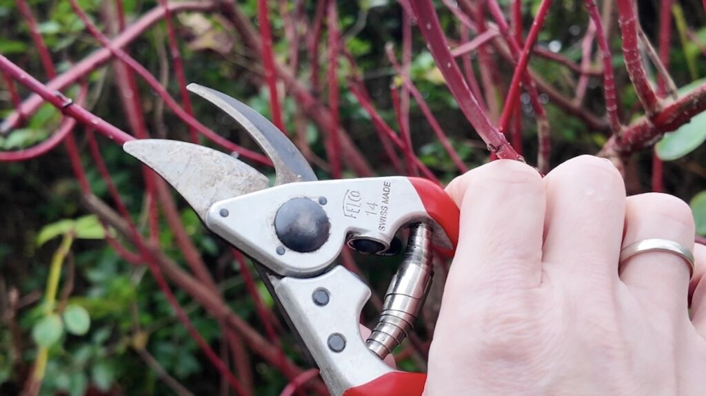January pruning guide
