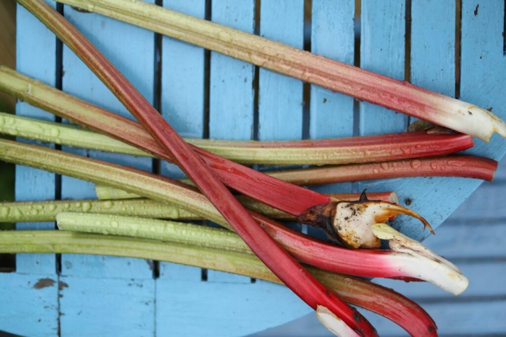 Rhubarb stems