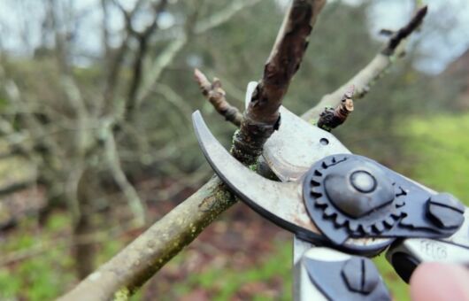 January pruning