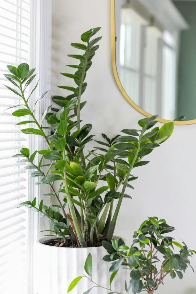ZZ plant easy to keep