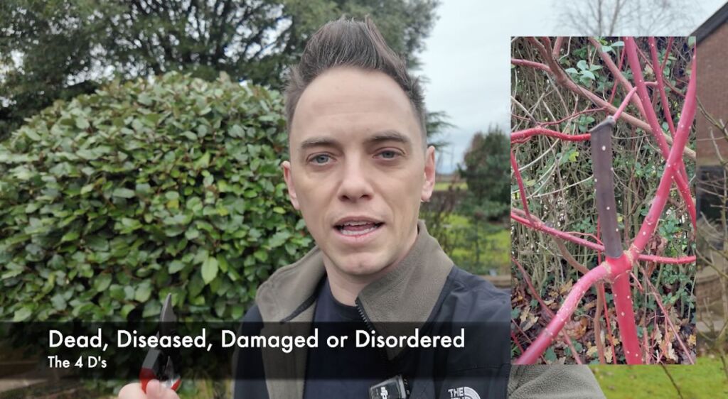 the 3 d's of pruning