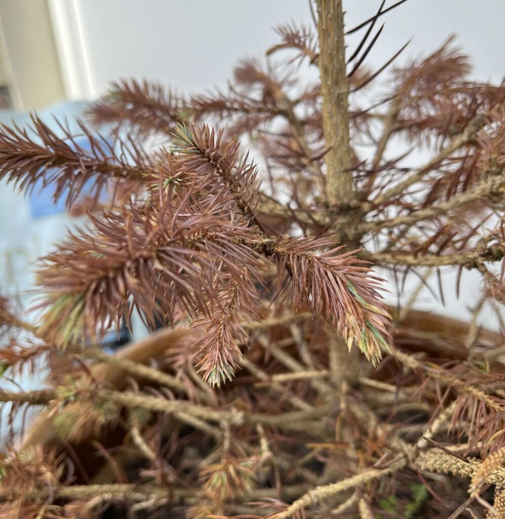 Conifer needle cast