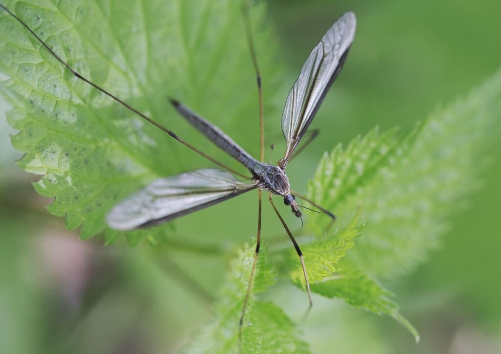 An adult crane fly