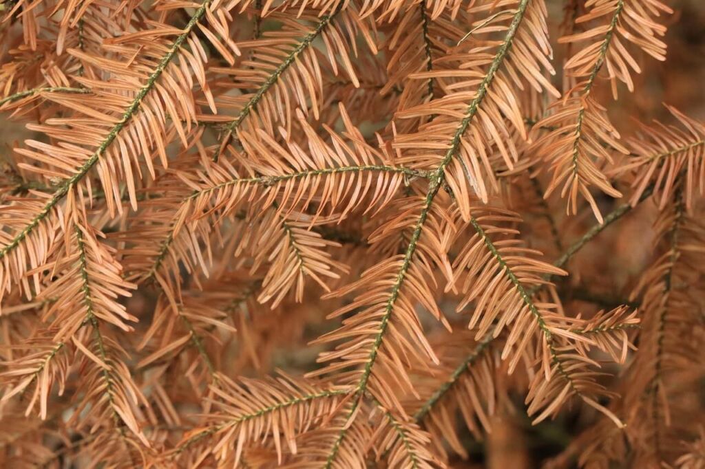 Brown dying conifer