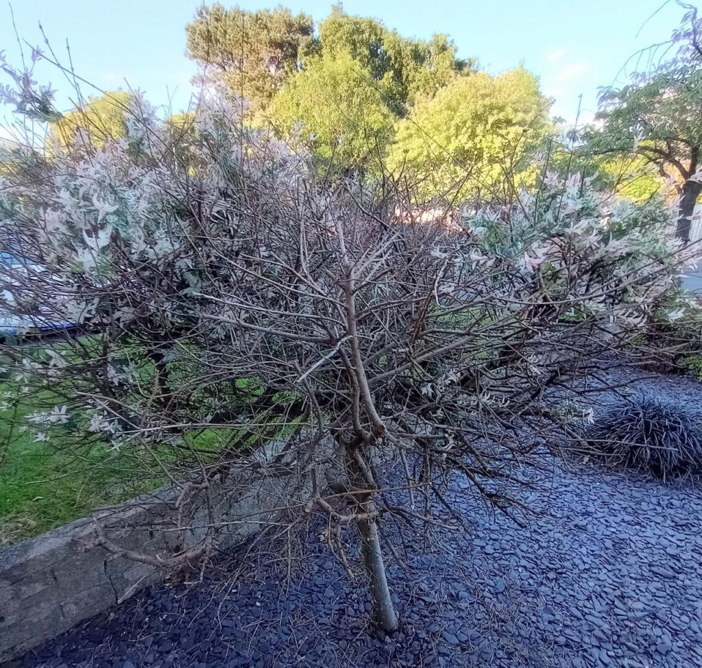 Dead flamingo tree wood
