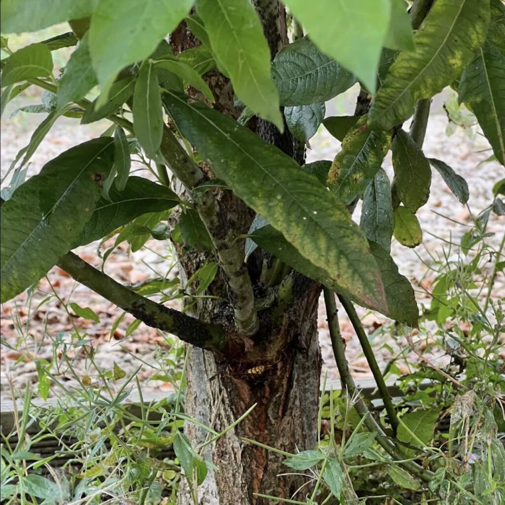 Flamingo tree suckers