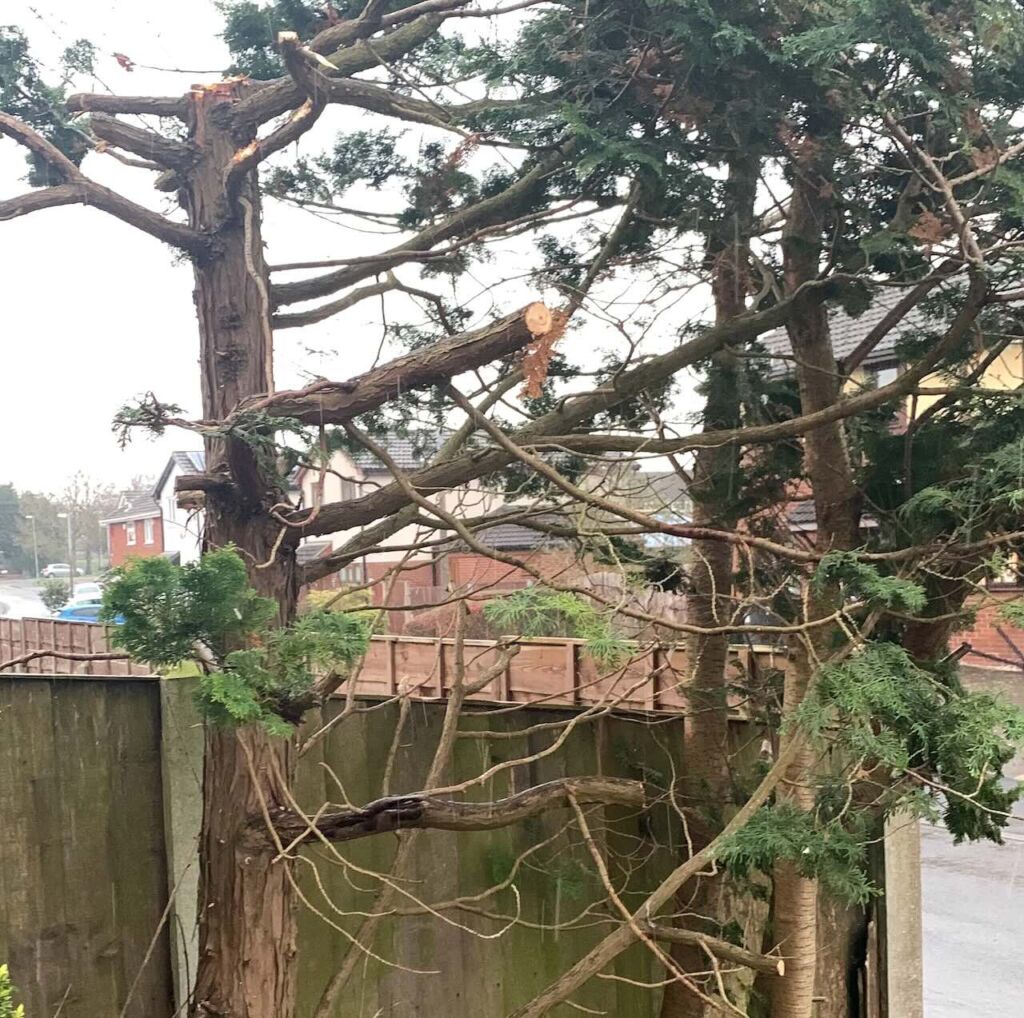 Hard pruned conifers