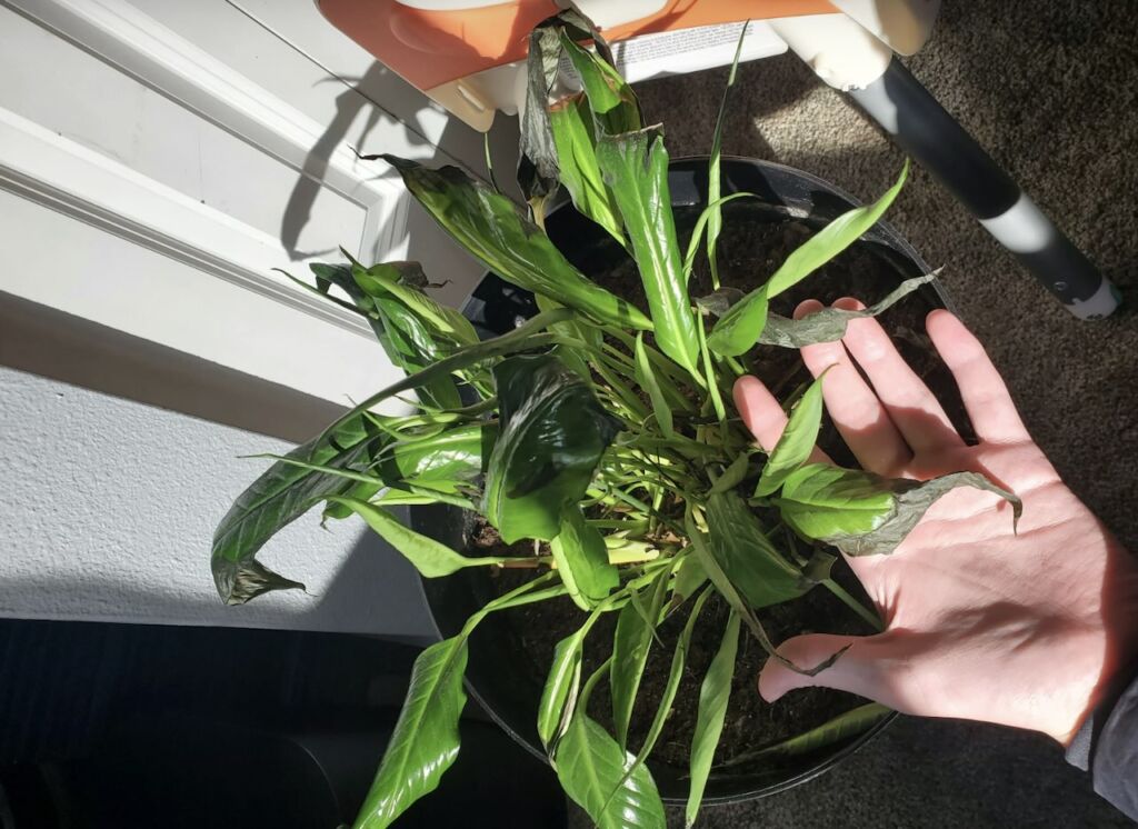 Fixing black peace lilies