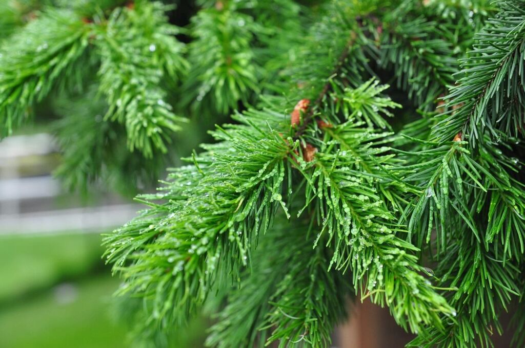 Drought damage on conifers