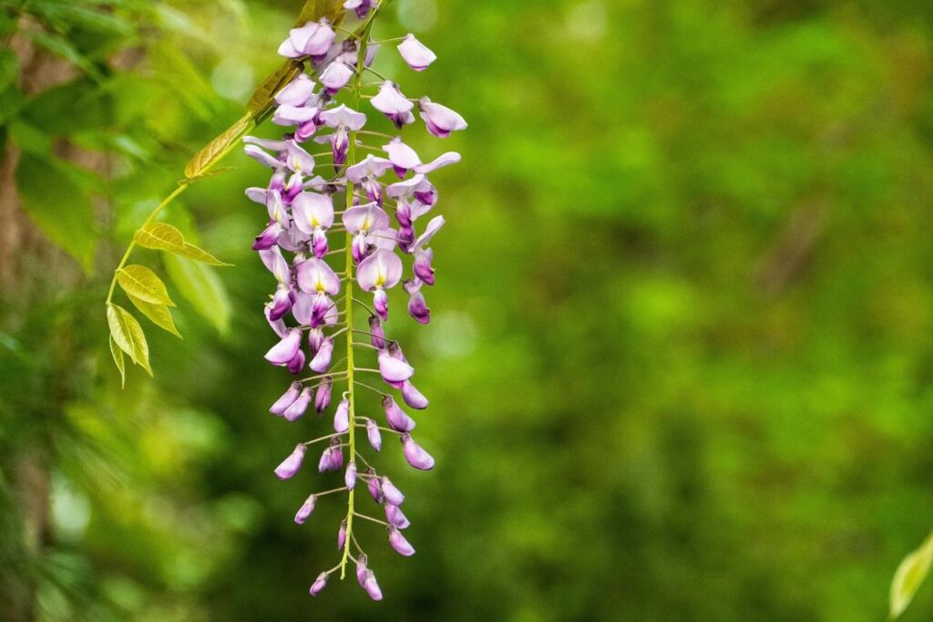 Wisteria care guide
