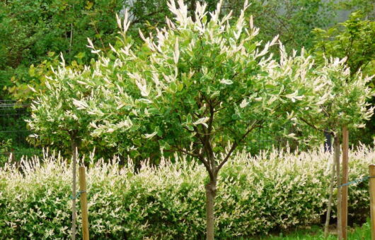 How to care fro yuor flamingo tree