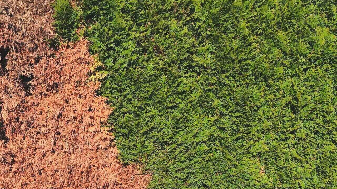 Cyprus aphid damage
