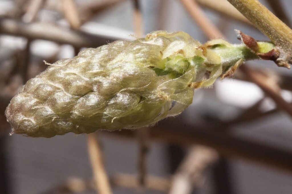 Wisteria buds