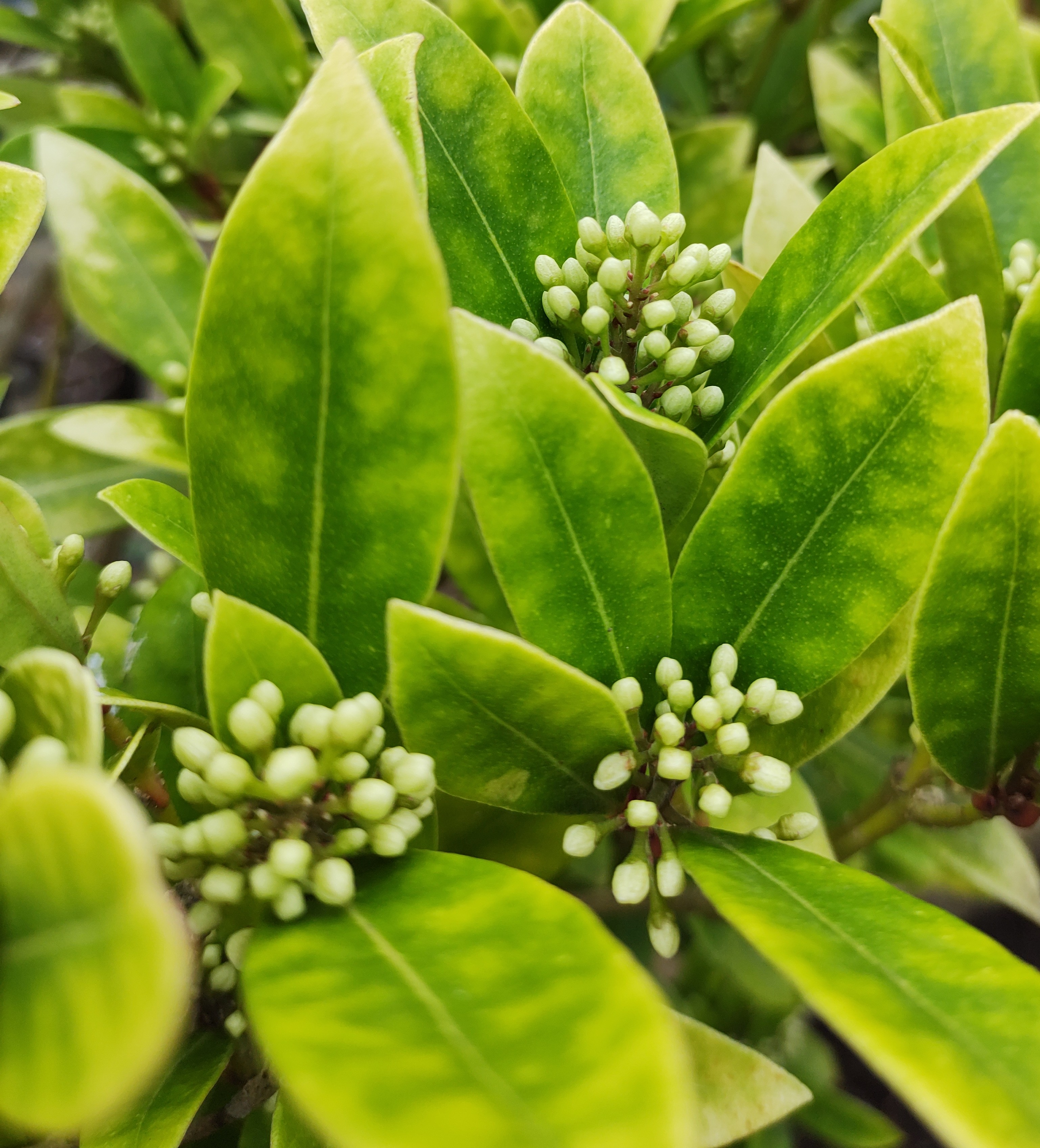 yellow Skimmia