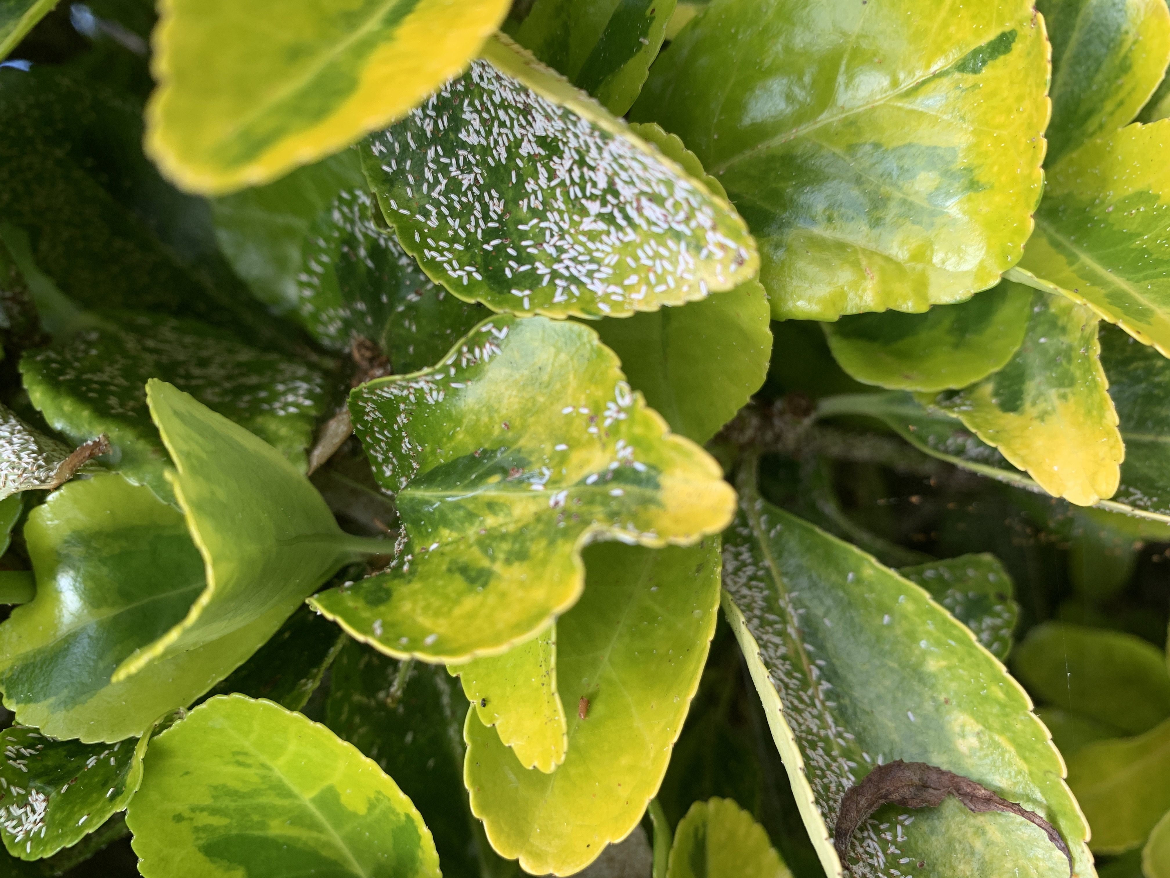 Blight on Euonymus