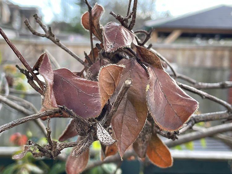 Dead leaves