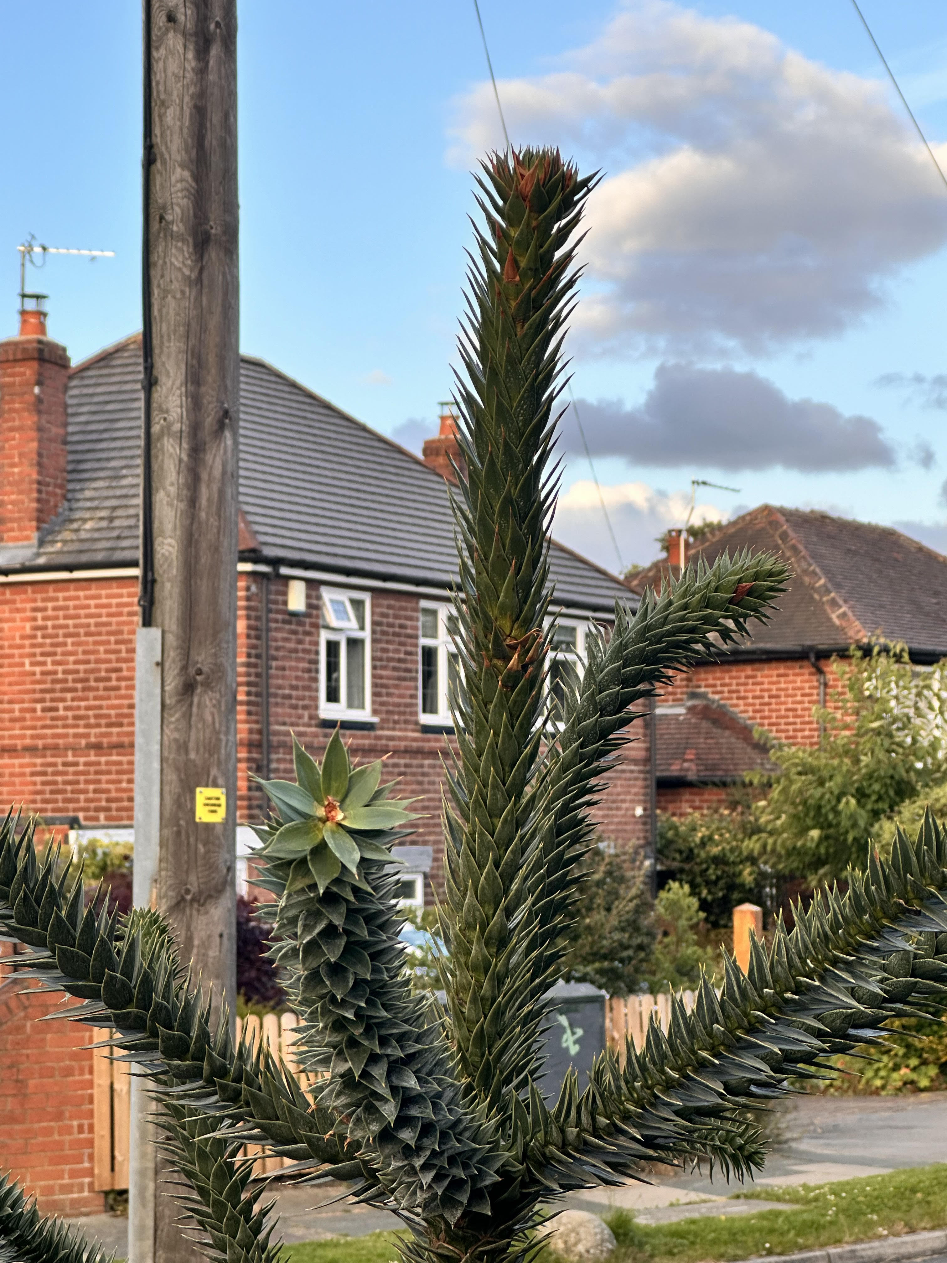 Monkey puzzle spikes