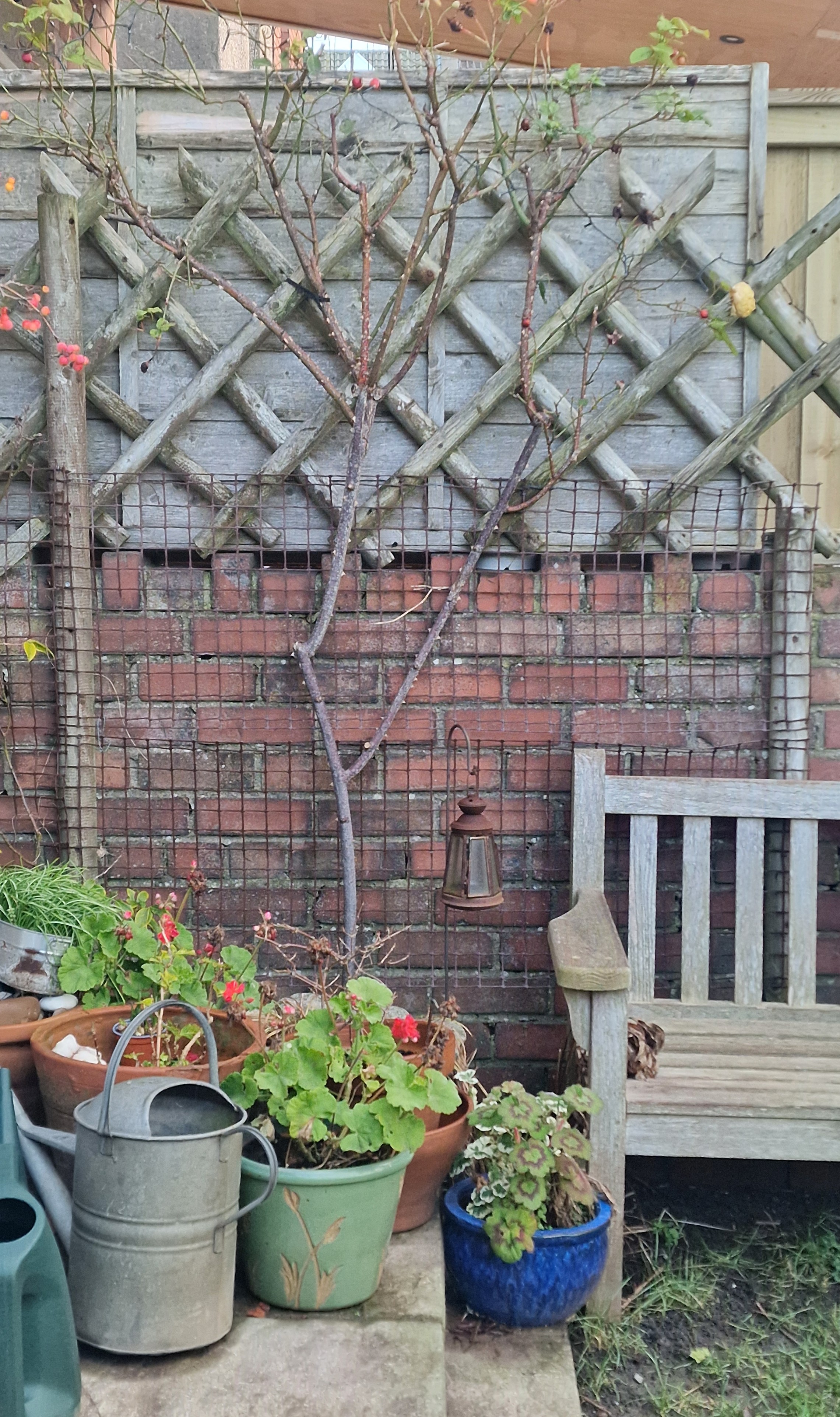climbing rose